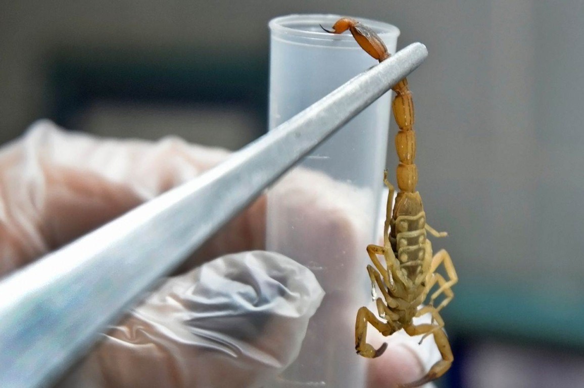 Vigilância Ambiental de Jundiaí intensifica ações para a prevenção de acidentes com escorpiões