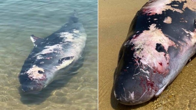 
Cada indivíduo tem média de 2,7 metros de comprimento e 300 kg de peso