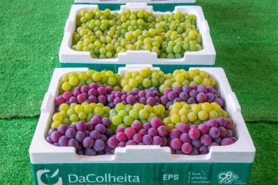 16ª Expo Uva de Itupeva começa nesta sexta (15)