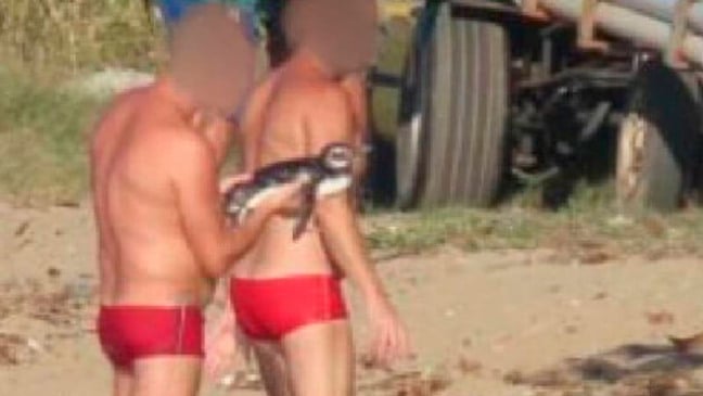 Pinguim morre depois de ser tirado do mar para selfies com banhistas