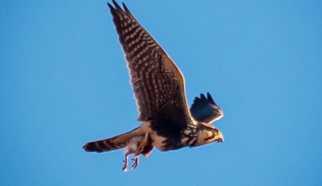 Incrível: morador do Eloy Chaves flagra momento em que falcão carrega presa em pleno voo