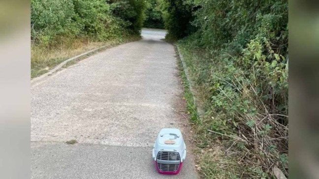 Família de gatinhos é abandonada em rua
