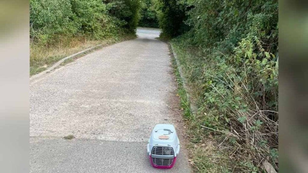 Família de gatinhos é abandonada em rua Família de gatinhos é abandonada em rua