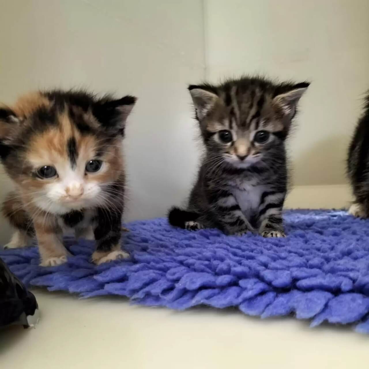 Família de gatinhos é abandonada em rua