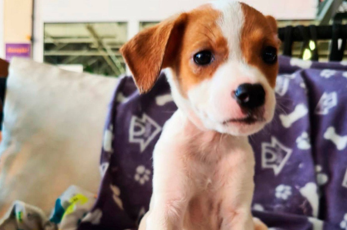 Foto: Maxi Shopping/Divulgação