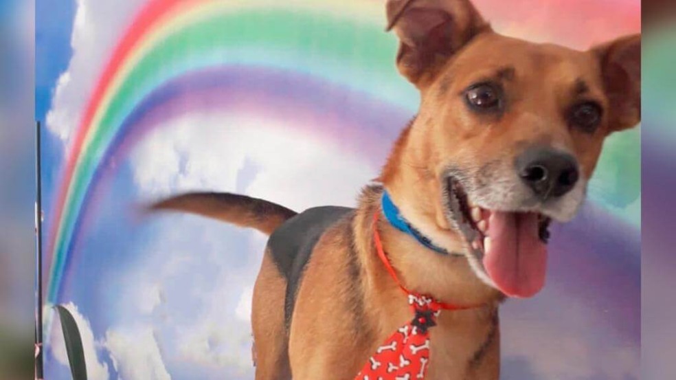 Feira de Adoção no Maxi