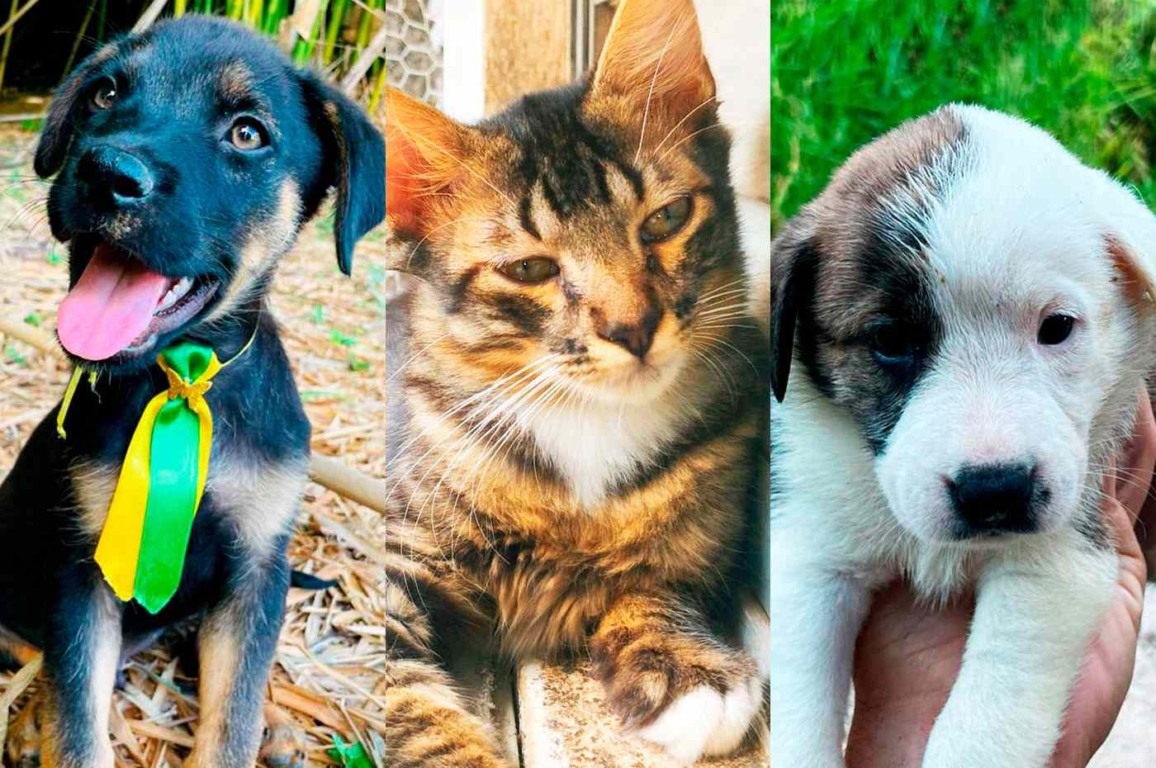 feira de adoção pet no Maxi Shopping Jundiaí feira de adoção pet no Maxi Shopping Jundiaí