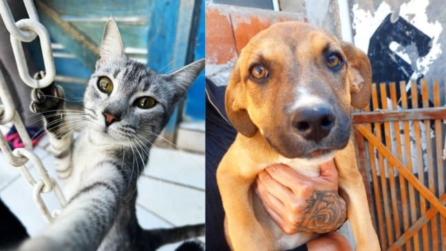 Gato, à esquerda; cachorro caramelo, à direita. Ambos disponíveis para adoção.