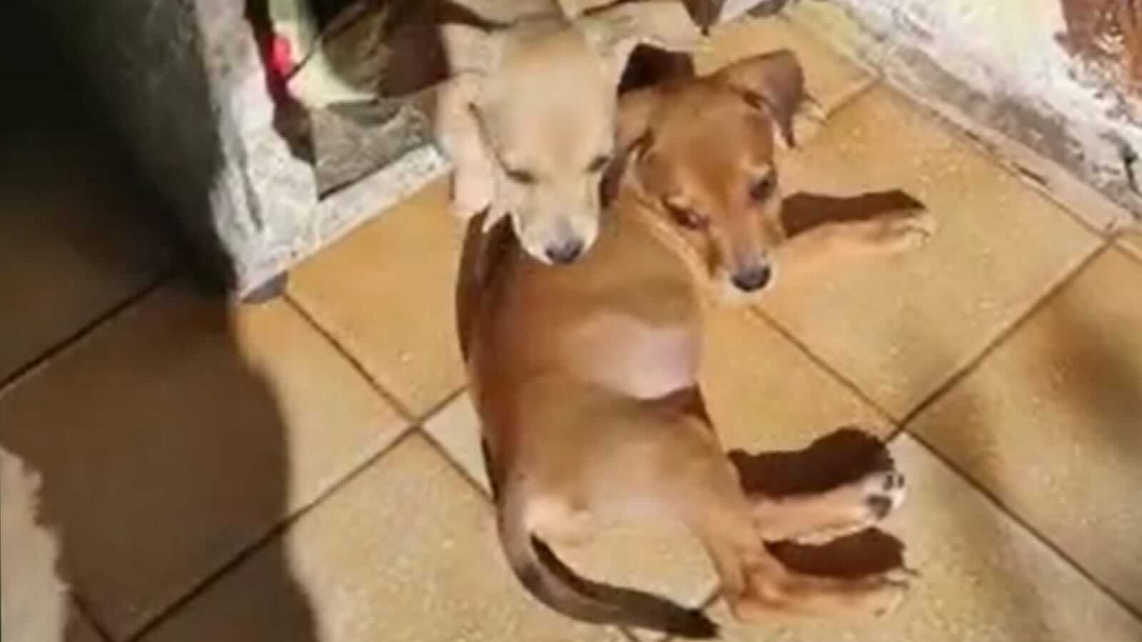 Cachorros caramelos para adoção em Jundiaí