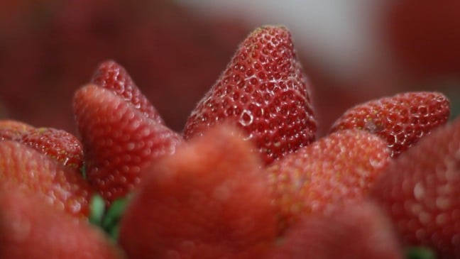 Morangos na Festa do Morango 2025.