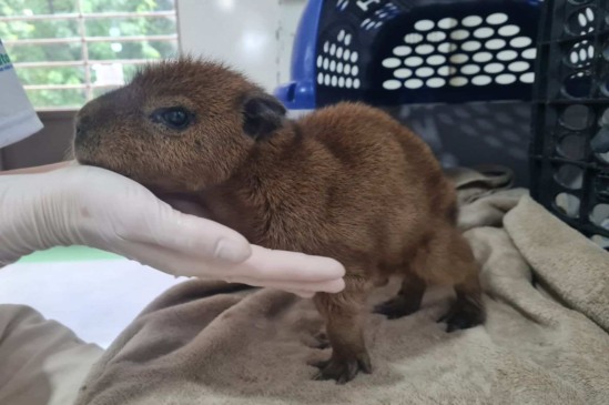 Mata Ciliar recebe dois filhotes de capivara encontrados em via pública de Jundiaí