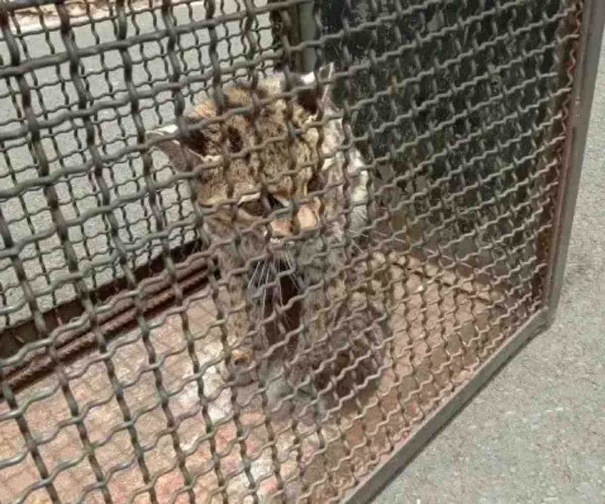 filhote-de-jaguatirica-resgatado1-compressed