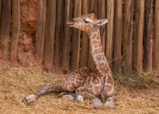Filhote de girafa no Zooparque Itatiba. (Foto: Divulgação)