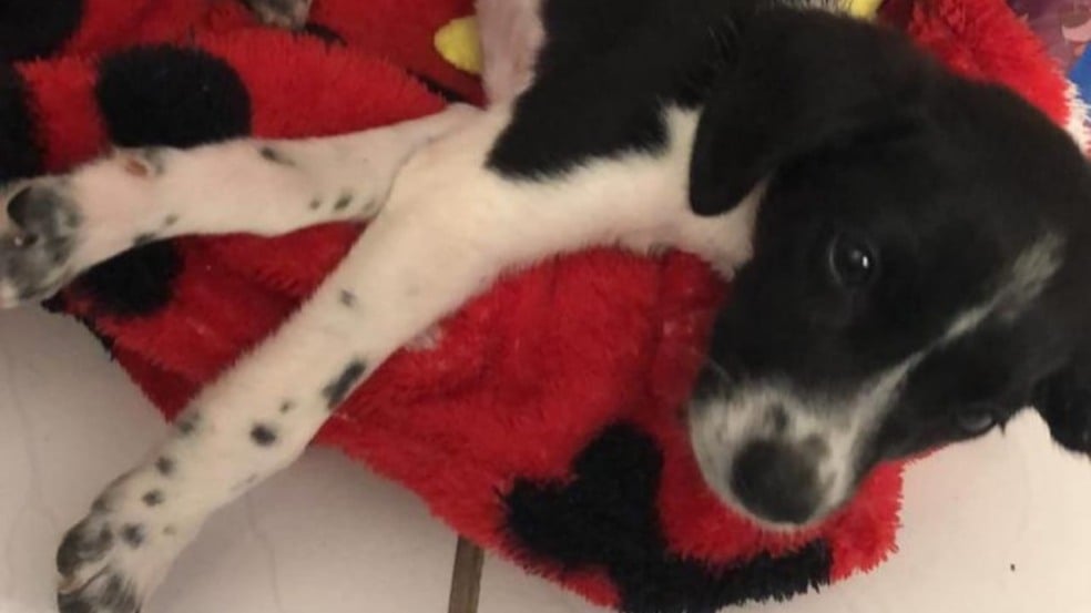 Foto: Reprodução/AATAN