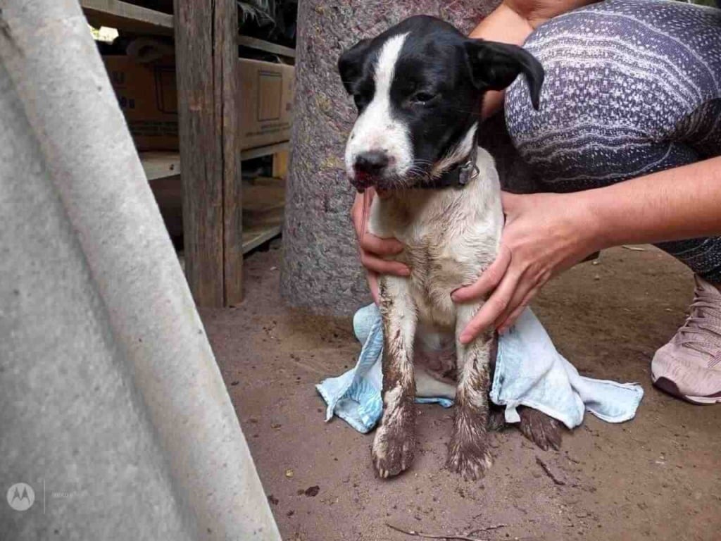 Cachorro que sofreu maus tratos Cachorro que sofreu maus tratos