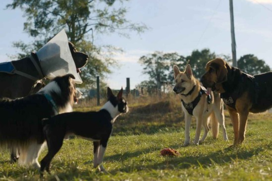 Filme - Ruim pra Cachorro (2023)