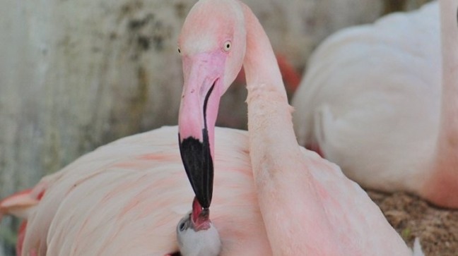 Foto: Reprodução/Facebook/Parque das Aves