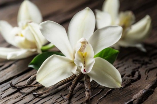 Você sabia que a baunilha é uma orquídea?