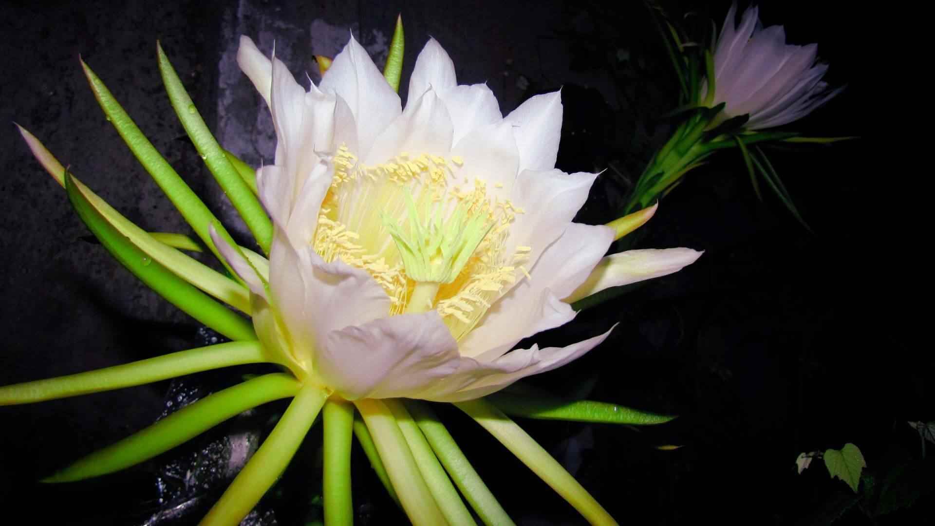 Flor de pitaya