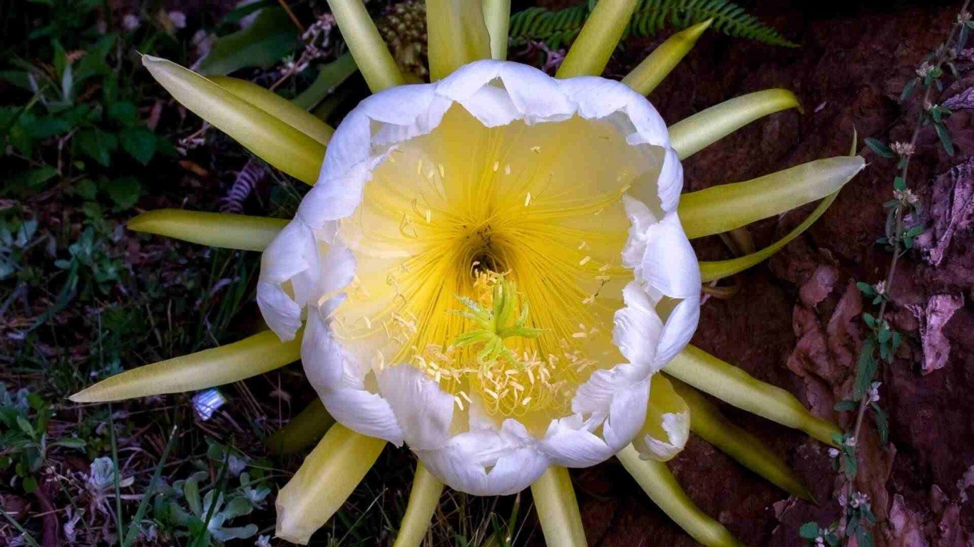 flor de pitaya