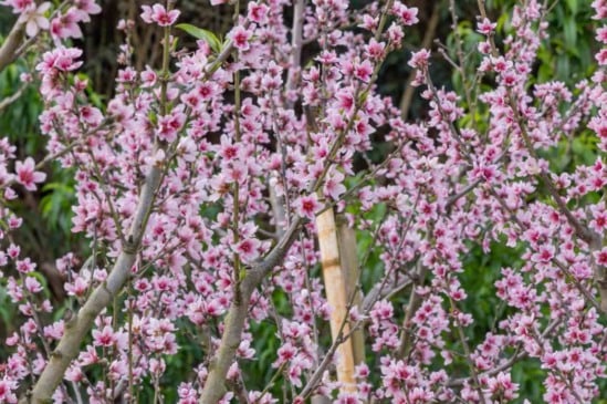 Florada dos pessegueiros no bairro Caxambu, em Jundiaí, com flores rosadas em destaque nos galhos.