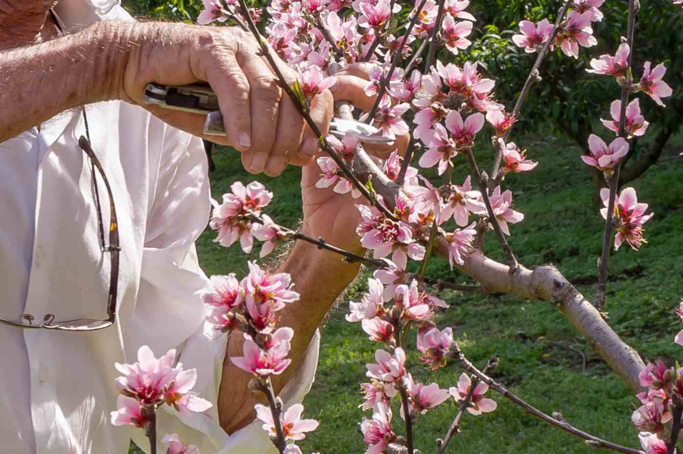 Produtor realiza poda durante a florada dos pessegueiros em Jundiaí, garantindo frutos de melhor qualidade.