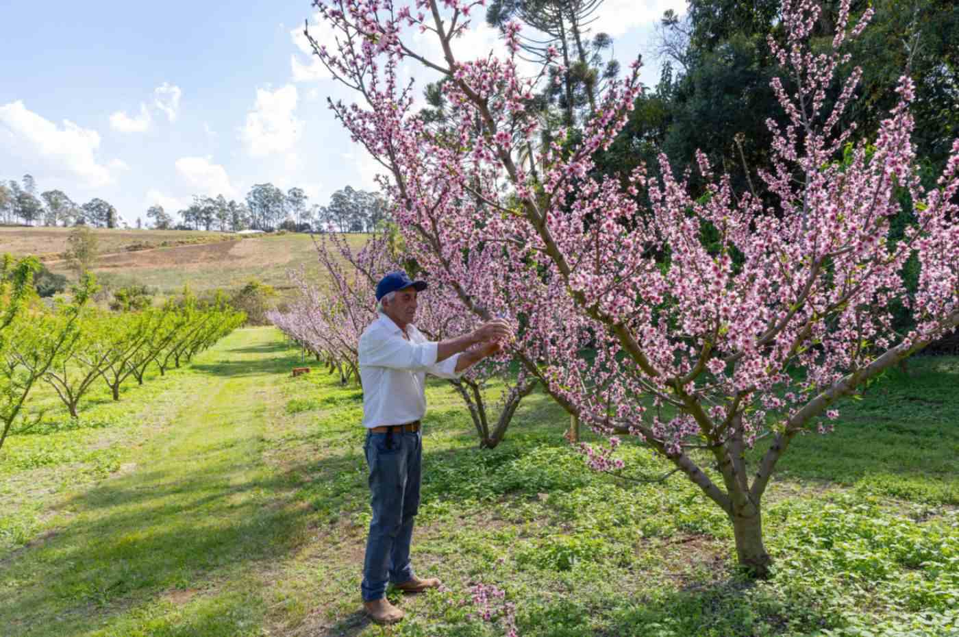 Produtor rural cuida dos pessegueiros floridos durante a florada dos pessegueiros em Jundiaí.