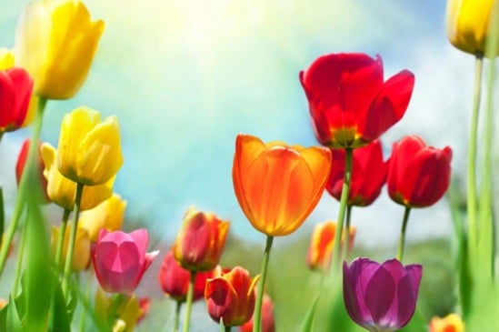 Florescendo na primavera: plantas ideais para a estação mais colorida do ano