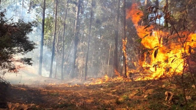 Fogo na Serra do Japi. (Foto: Divulgação/PMJ)