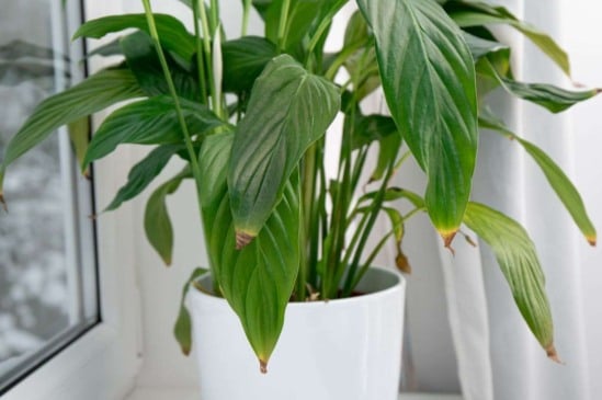 Folhas com pontas secas e queimadas? Veja as 6 causas mais comuns e como resolver