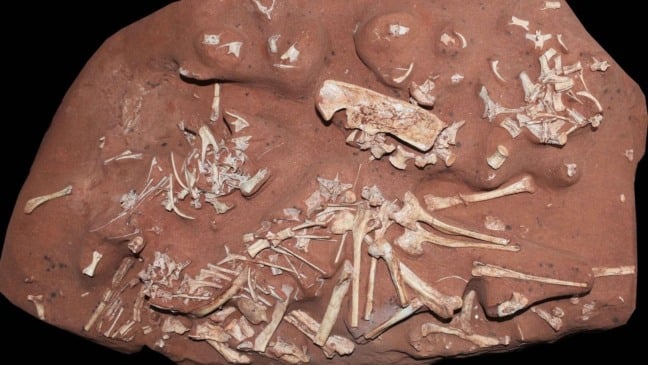 Foto: Divulgação/Museu Nacional