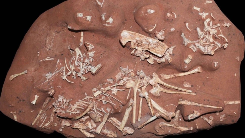 Foto: Divulgação/Museu Nacional