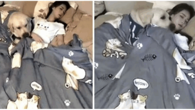 Foto: divulgação/Mundo Animal