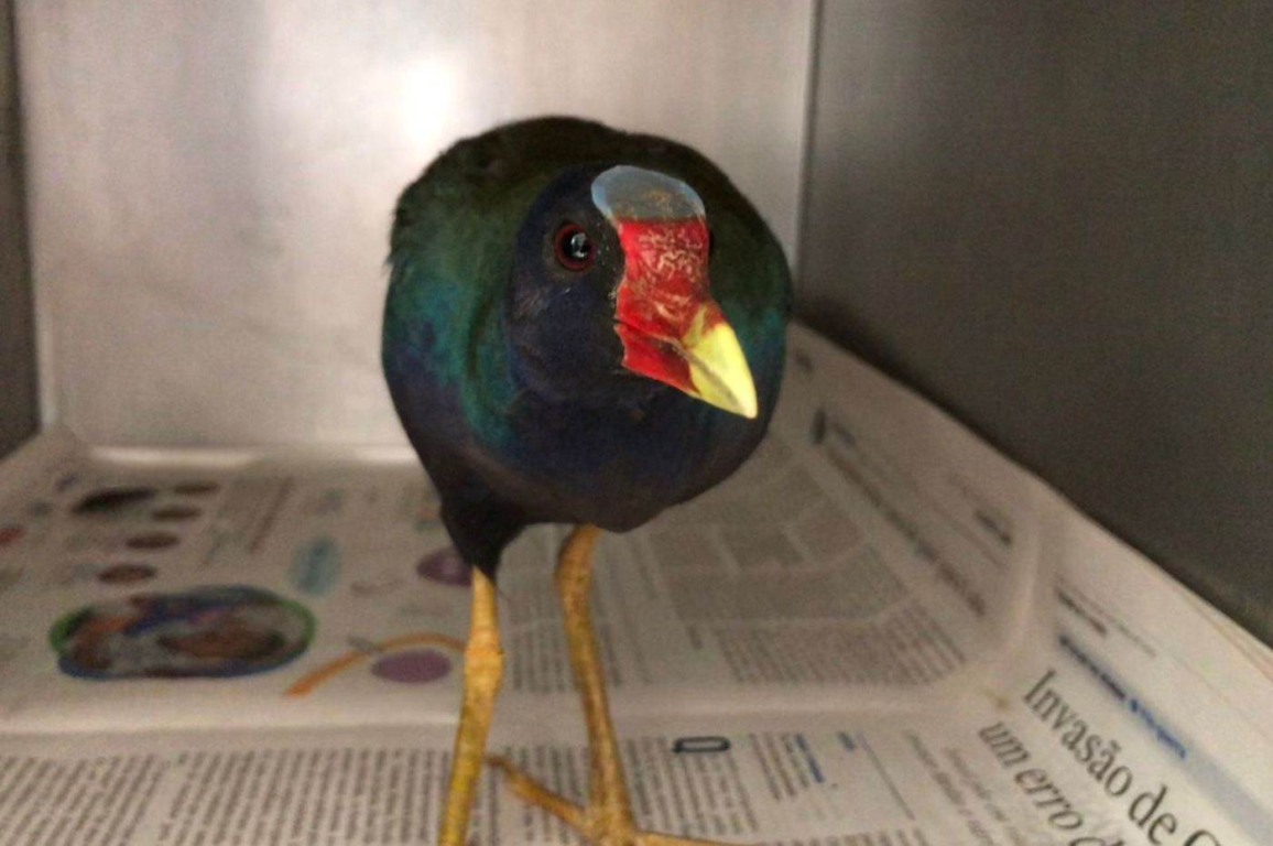 Mata Ciliar recebe frango-d’água-azul resgatado em residência em Jundiaí Mata Ciliar recebe frango-d’água-azul resgatado em residência em Jundiaí