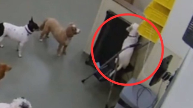 Cachorro tenta fugir de creche para cães, capturado em câmera de segurança. Outros cães observam a cena curiosamente.