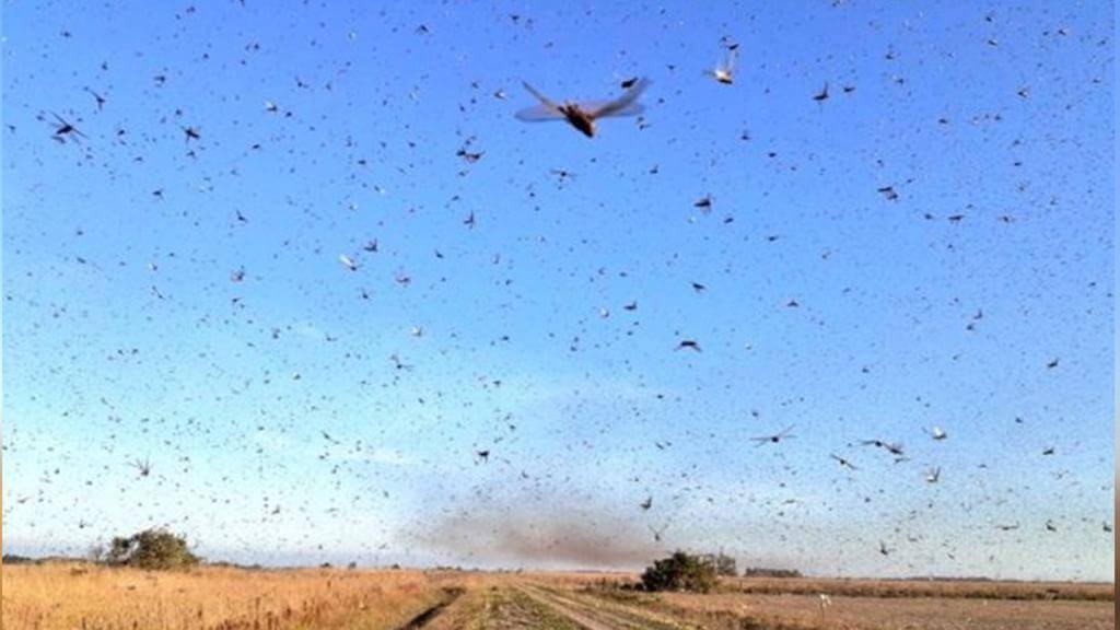 Nuvem de gafanhotos na Argentina se aproxima do Brasil. (Foto: Divulgação/Senasa)