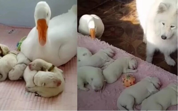 gansa ajuda cachorrinha com filhotes