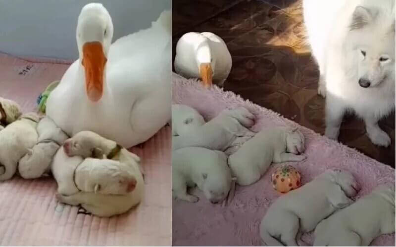 gansa ajuda cachorrinha com filhotes