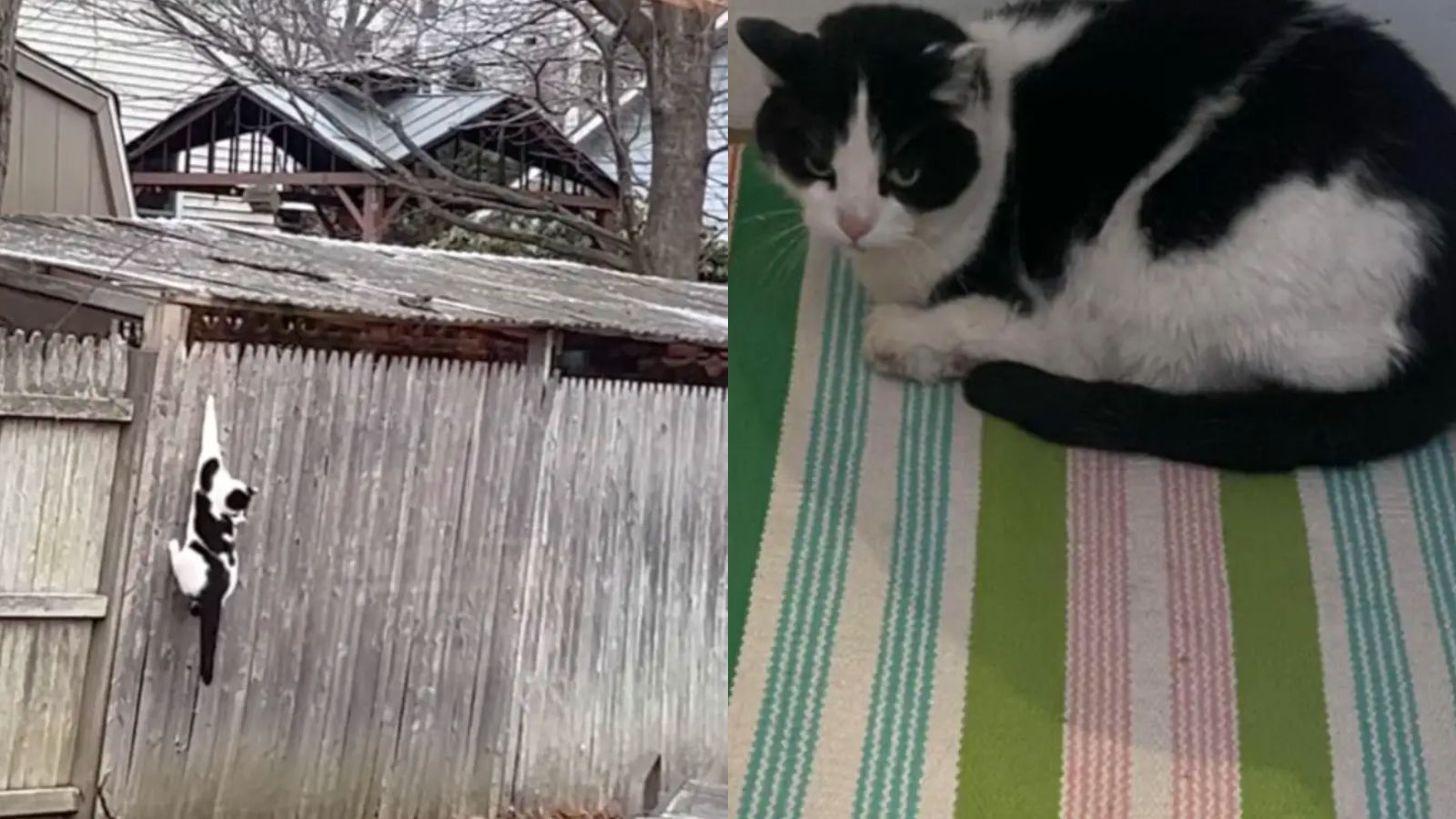 Gata - Christina - presa em cerca