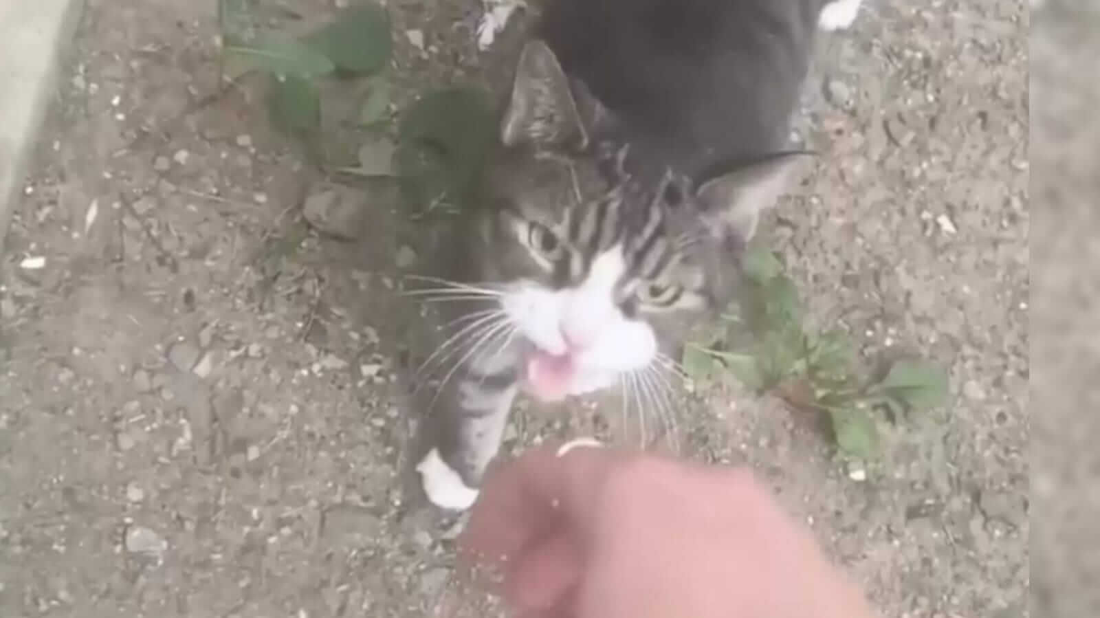 Gata pedindo para ser adotada