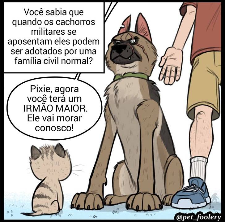 gatinha-pastor-alemao1-1-compressed