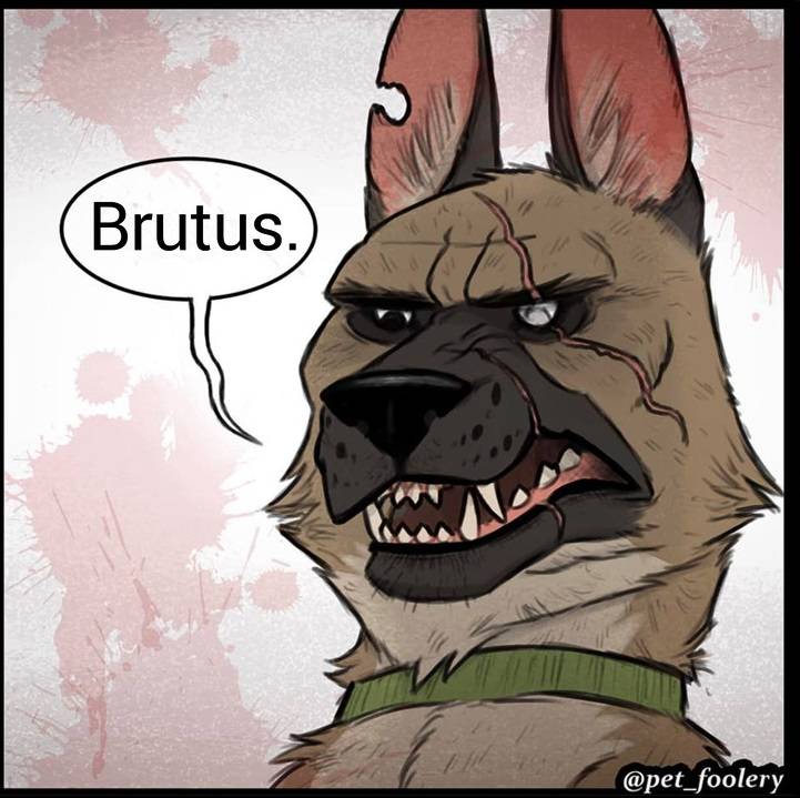 gatinha-pastor-alemao1-3-compressed