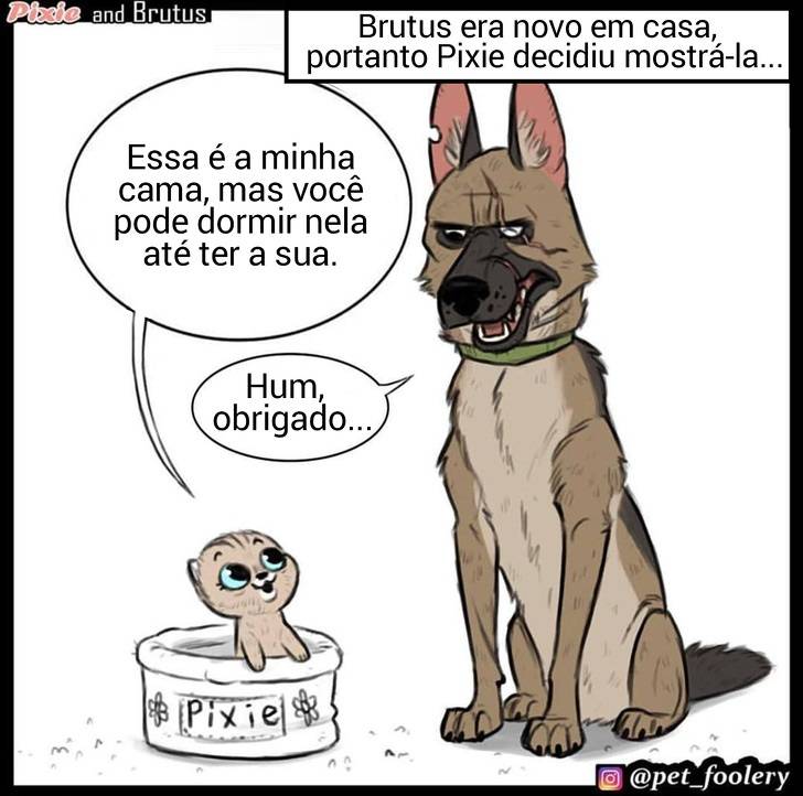 gatinha-pastor-alemao2-1-compressed