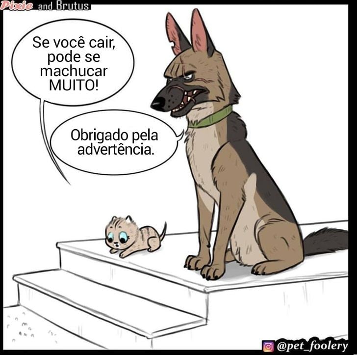 gatinha-pastor-alemao2-3-compressed