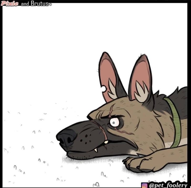 gatinha-pastor-alemao3-3-compressed