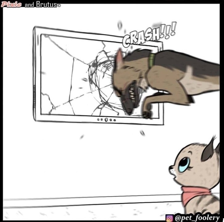 gatinha-pastor-alemao3-5-compressed