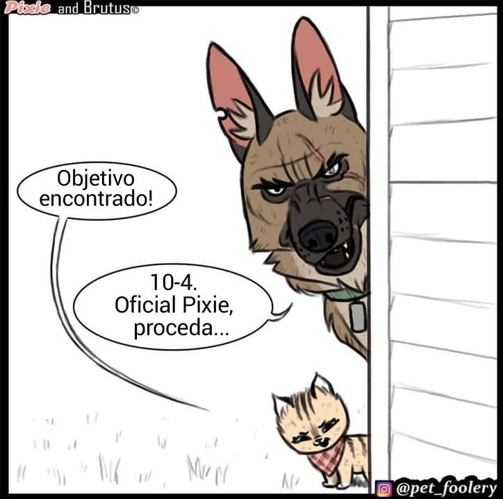 gatinha-pastor-alemao6-1-compressed