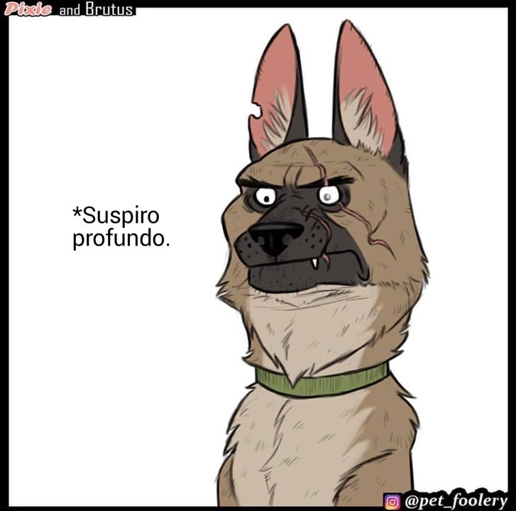 gatinha-pastor-alemao7-8