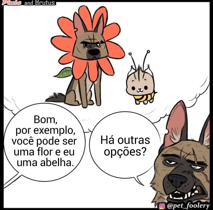 gatinha-pastor-alemao8-2