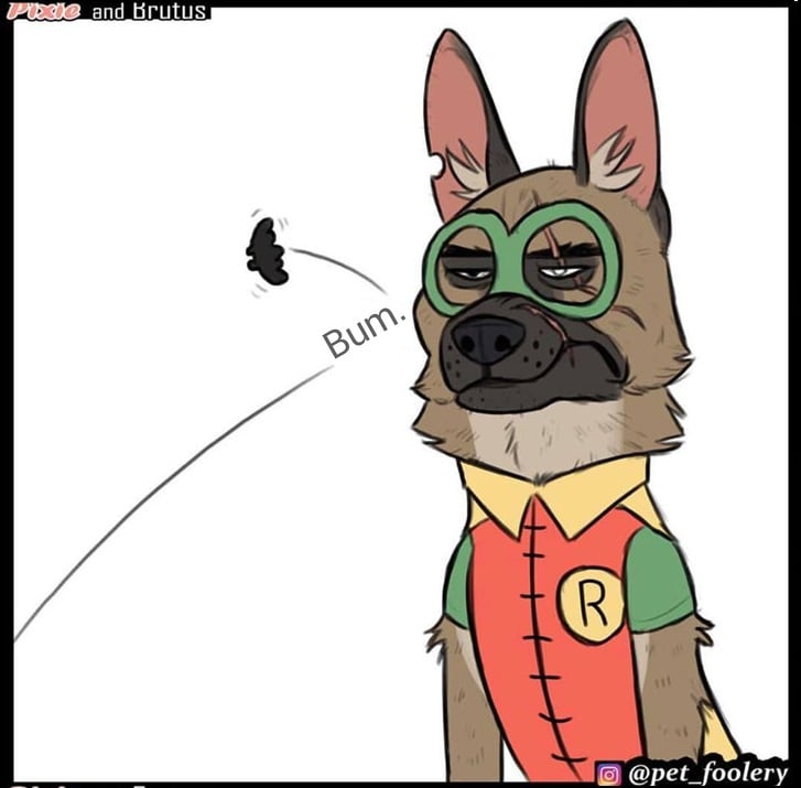 gatinha-pastor-alemao8-7